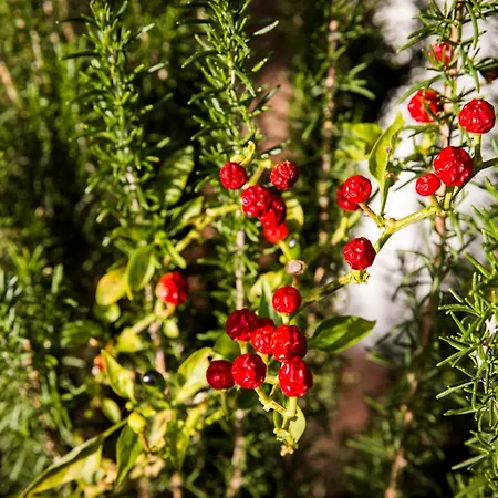 Belocations - Le Casette Di